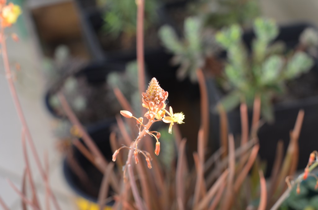 Ecología feminista.