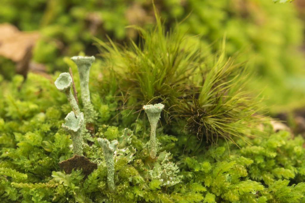 Líquenes, el arte de la cooperación